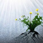 Qu’est-ce que la résilience et comment peut-elle vous aider tout au long de votre vie ?