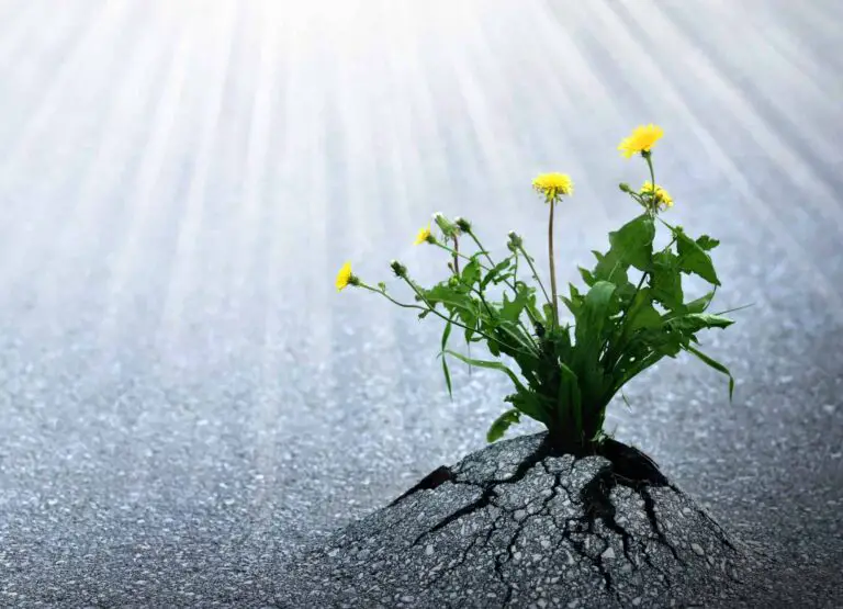 What is resilience and how can it help you throughout your life?